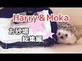 ハリネズミにお砂場をお勧めし続けたらこうなりました『総集編』Do hedgehogs play in the sandbox? 3【Harry&Moka】