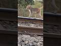 Monkey on rail #train #railway #railways #indianrailways #shorts