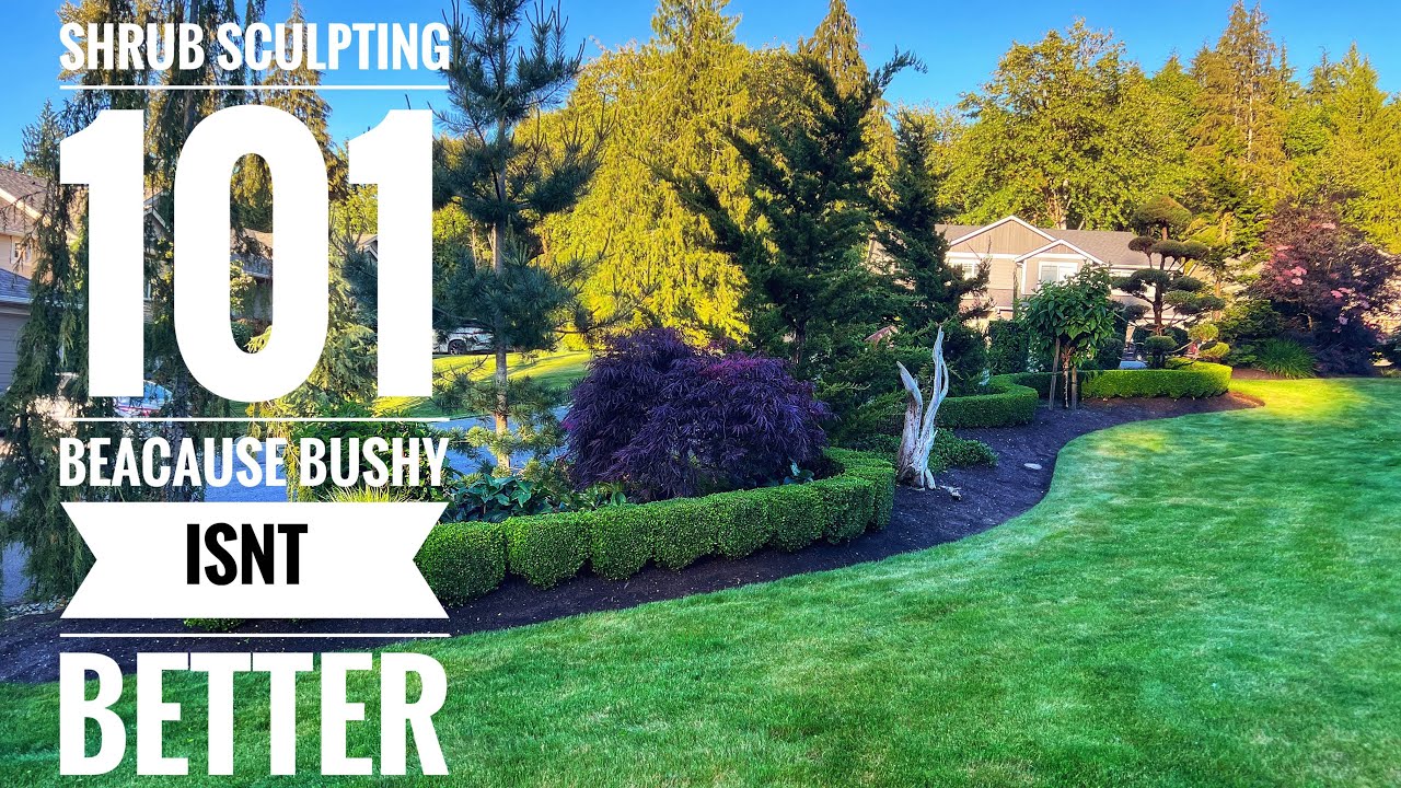 Trimming Boxwood Hedge and other Shrubs - YouTube