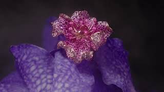 WILD FLOWER STEFERE MIDNIGHT GARDEN COLLECTION - 18K Pink Sapphire Flower Ring