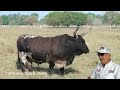 EL TORO BRAVO EN EL CAMPO