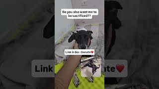 Florzinha Is Critically Weak, Cant Eat Or Move. Helpus Decide If We Can Try Saving Her