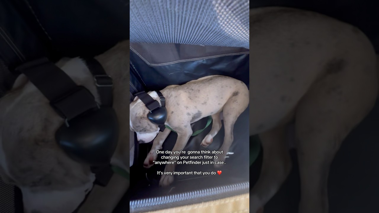 И вот так мы забрали Лулу из Техаса ❤️ 