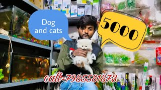cheapest rate Dog and cat market in kanpur//sabse sasty pet shop in kanpur/#kanpur #petshop