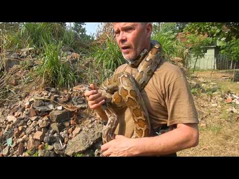 Sri Lanka,ශ්‍රී ලංකා,Ceylon,Python Snake Release