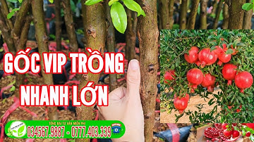 Lựu đỏ ấn độ _ cây gốc to siêu vip chỉ có tại TTCG