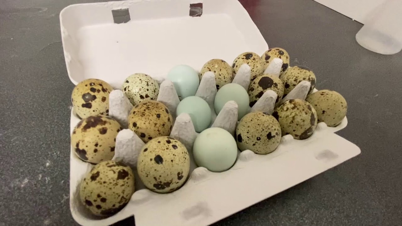 Guide för kläckning av vaktlar del 1