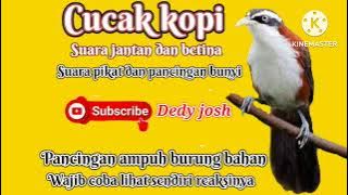 Suara burung Cucak Kopi Jantan dan Betina ||  Pancingan Ampuh mempercepat burung kopi - kopi gacor