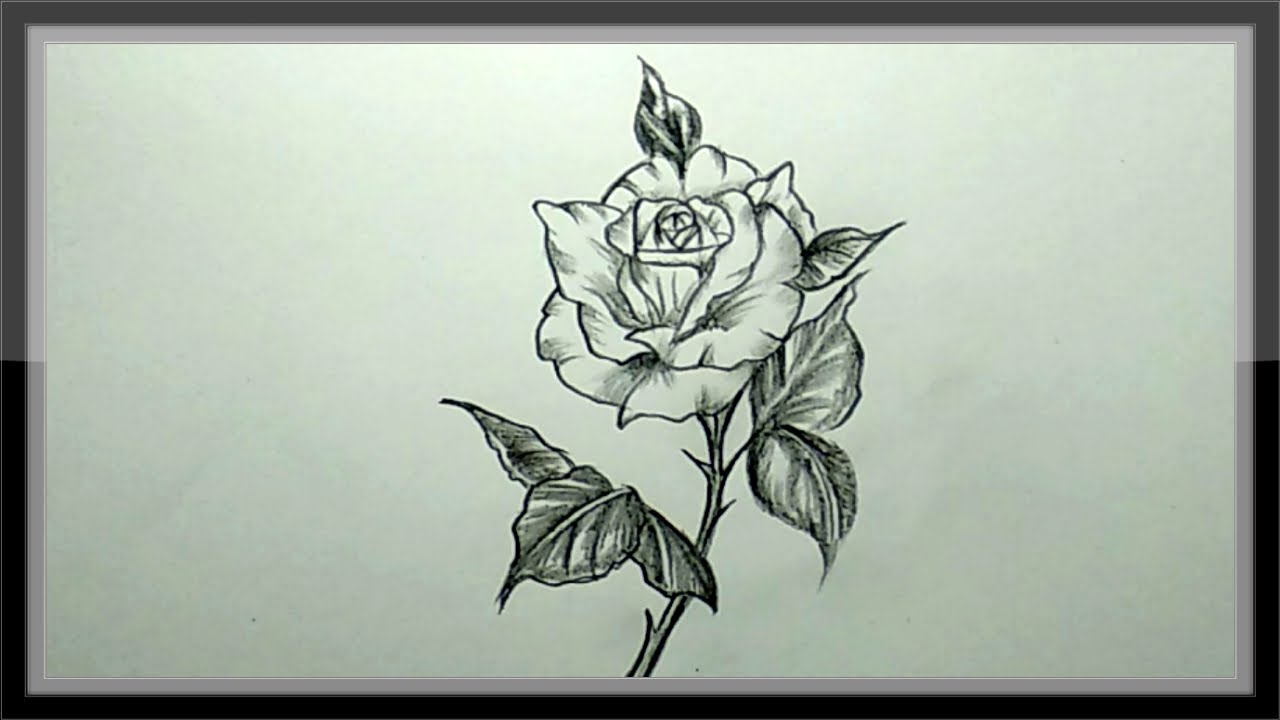 FREE 16 Flower Drawings in AI