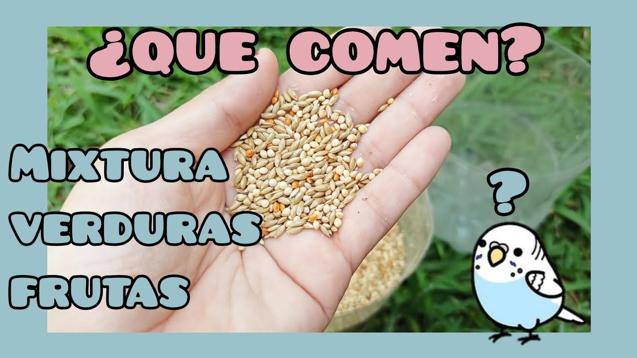¿Que comen mis Periquitos? | ¿Cómo preparo la Mixtura? | Periquitos