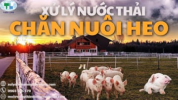 TL | TOP 3+ CÔNG NGHỆ XỬ LÝ NƯỚC THẢI CHĂN NUÔI HEO HIỆU QUẢ
