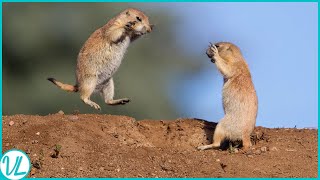 Meet The Worlds Smartest Animal Prairie Dog