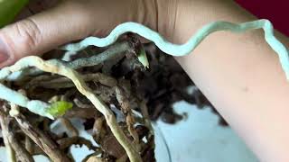 картинка: Пересадка взрослой орхидеи в большую стеклянную вазу