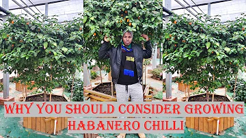 Why you should grow Habanero Chill/Pepper | Pilipili Mbuzi |Pilipili Mwendokasi | Habanero Farming