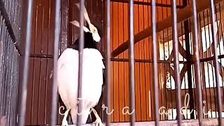 Suren isian Tengkek Buto mix Lovebird durasi ora umom