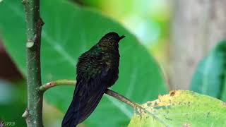 Green-crowned brilliant Hummingbird (Heliodoxa jacula) - Costa Rica, May 2019 We came across this hummingbird and other, at a place called Catarate del Toro in Bajos del Toro, Costa Rica, on one of the most pleasurable days, I've ever spent overseas.

Catarate del Toro is a privately-owned ecological waterfall project, a couple of hours drive from the Capital San Jose. 

I urge you to visit. On the day I went with a friend we were just about the only people there and o0ther than the Hummingbirds of which there were many, we came across a Howler Monkey, exotic Butterflies, and on the way home a wonderful engagement with a Sloth in the wild.

Among the Hummingbirds we saw were the Green-crowned Brilliant Hummingbird, the Steely-vented Hummingbird (Amazilia saucerottei) and the Violet sabrewing Hummingbird (Campylopterus hemileucurus), with the former, the Green-crowned brilliant, prominent in this video.

There are so many amazing things to note about hummingbirds. For example:

- they have a heart rate that can exceed 1,200 beats a minute

- they sometimes sleeping upside-down at night.