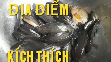 CHIA SẼ ĐỊA ĐIỂM CÂU CÁ, rô đồng đầy kích thích.