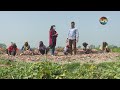 নো স্প্রে নো টেনশন, এলুয়েট আলু লাগান