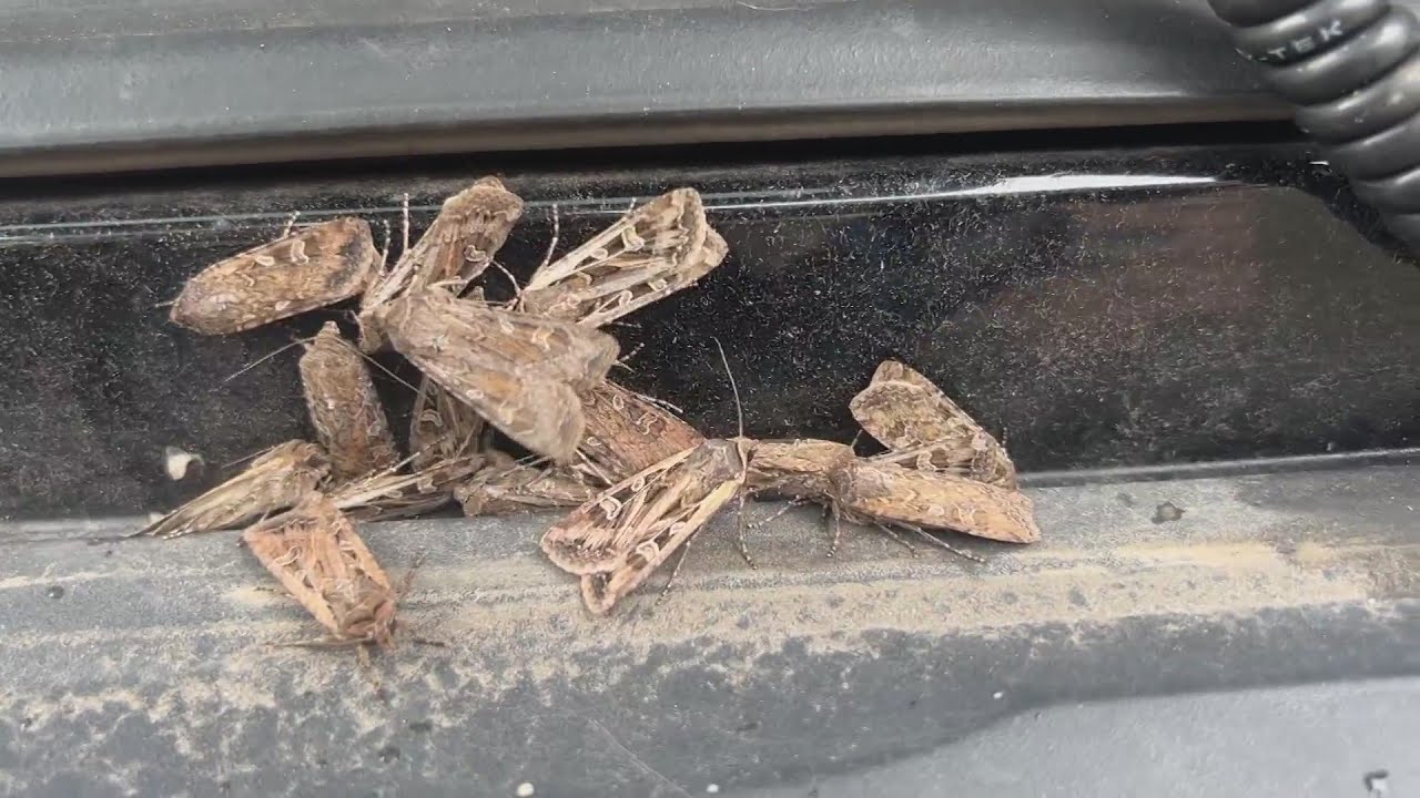 Miller moth season returns to Colorado as the harmless bugs migrate