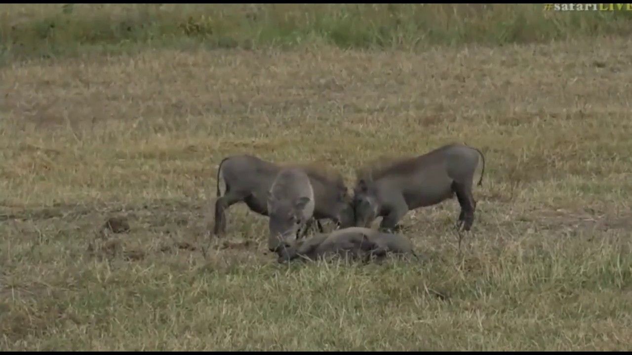 sindile faku April 02, 2017- Warthogs, Jackal & a Male Impala Pronking. The airstrip has it all!