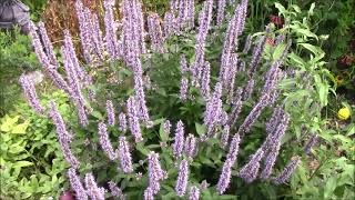 AGASTACHE - You need this in your 2024 Pollinator Garden @CEGNatives