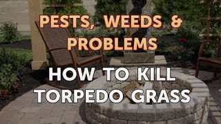How to Kill Torpedo Grass