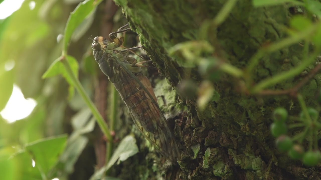 台灣騷蟬 蟬鳴聲/ Pomponia yayeyamana - Cicadas in Taiwan