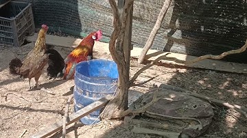 Gà rừng rặc một nọc và một tơ thuần về chủ mới nhé @garungbinhbacr8256