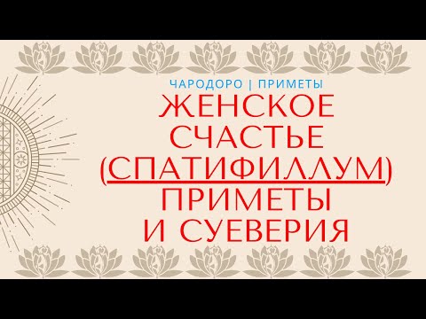 Цветок женское счастье Спатифиллум — приметы и суеверия