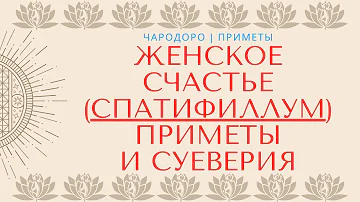 Цветок женское счастье Спатифиллум — приметы и суеверия