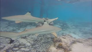 Surprise Shark Encounter in The Maldives by Ed Woolf 37 views 6 months ago 2 minutes, 19 seconds