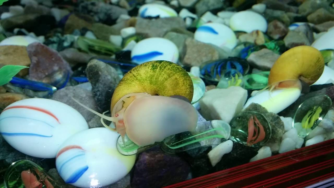 New snails added to the goldfish tank. YouTube