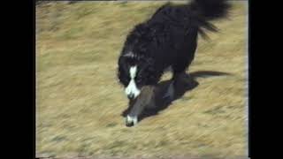 Bess The Border Collie After Bath Garden Roll by Gazelle Films  365 views 4 years ago 2 minutes, 20 seconds