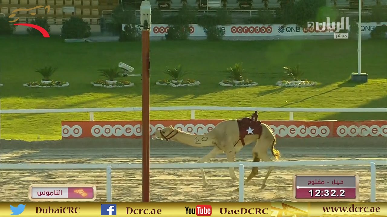 مهرجان الأمير الوالد حول 8 كم 1-2-2016 م- ش4 الدوحه لـ جار الله محمد طالب عقيل المري:12:32:2