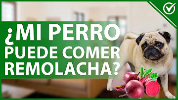 ¿La remolacha provoca diarrea a los perros?