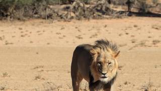 Song Of 365 Days Songwriting Challenge - Zekerheid Gedicht Van Patrick Bakkenes