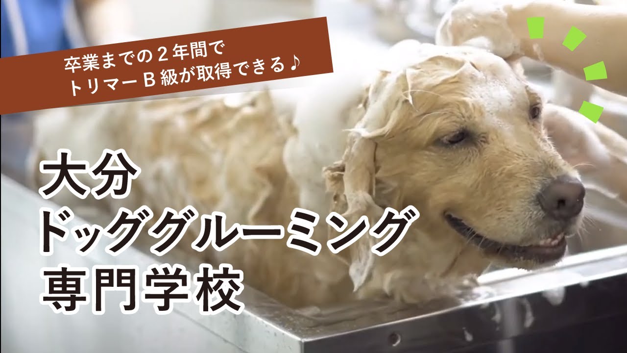 映像制作、書道