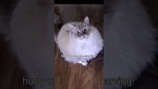 How My Cat Shows Me I Gave The Wrong Food ?