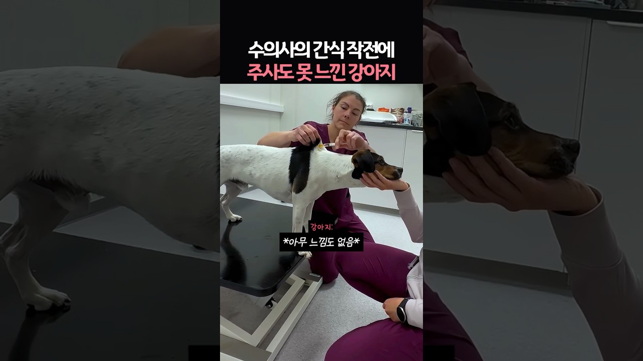 수의사의 간식 작전에 주사도 못 나낀 강아지