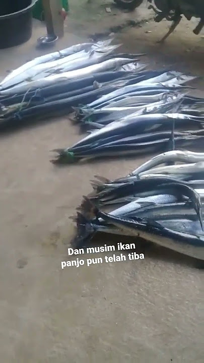 ikan cendro atau panjo hari ini sangat gacor