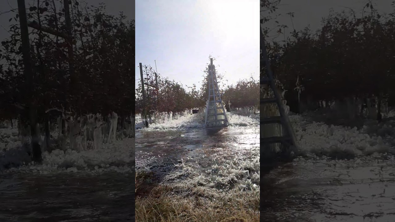 First Fruits Farms Burbank Wa. Y Prescott Wa. YouTube