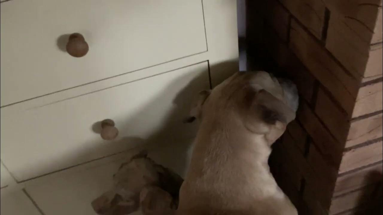 Dog licking wall for 1 minute straight YouTube