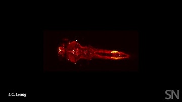 Zebrafish brains display REM-like sleep | Science News