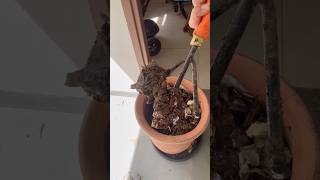 Ghar ka Kachra = Black Gold! ♻️ Easy Compost Hack (Cardboard + Egg Tray #gardening #homegarden