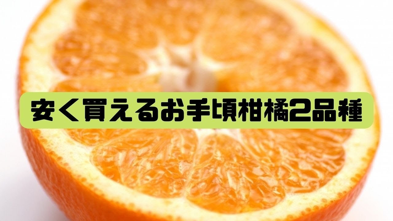 香りの伊予柑・味の濃いポンカン。価格が安く手軽に買える柑橘2種類