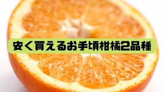 みかん　より味が濃い　ぽんかん　　31 香りの伊予柑・味の濃いポンカン。価格が安く手軽に買える柑橘2種類