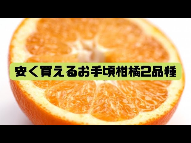 香りの伊予柑・味の濃いポンカン。価格が安く手軽に買える柑橘2種類