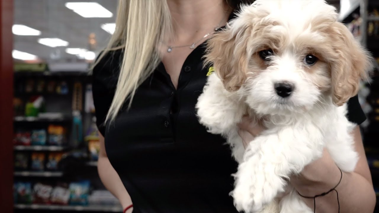 Here's how the Cavachon stole our Pet counselor's heart! Petland Florida YouTube