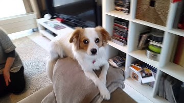 Dog aggression towards guests: Dog counterconditioning and systematic desensitisation