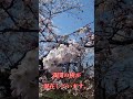 弘前さくらまつり 20260413 #short #sakura #cherryblossom #cerezo #ciliegio #桜 #弘前 #公園 #春 #祭 #弘前 #青森 #弘前公園